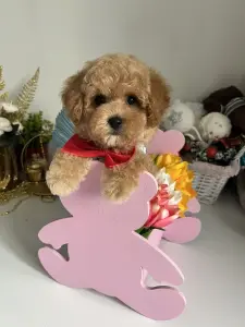 Щенки мальтипу кавапу Пушон Помапу доставкк