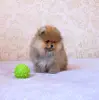 Щенок померанского шпица 2,5 месяца, кобель - Вся Беларусь - 239031 - Доска объявлений Kupika.by - Фото 2