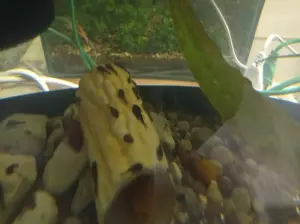 Анциструс обыкновенный