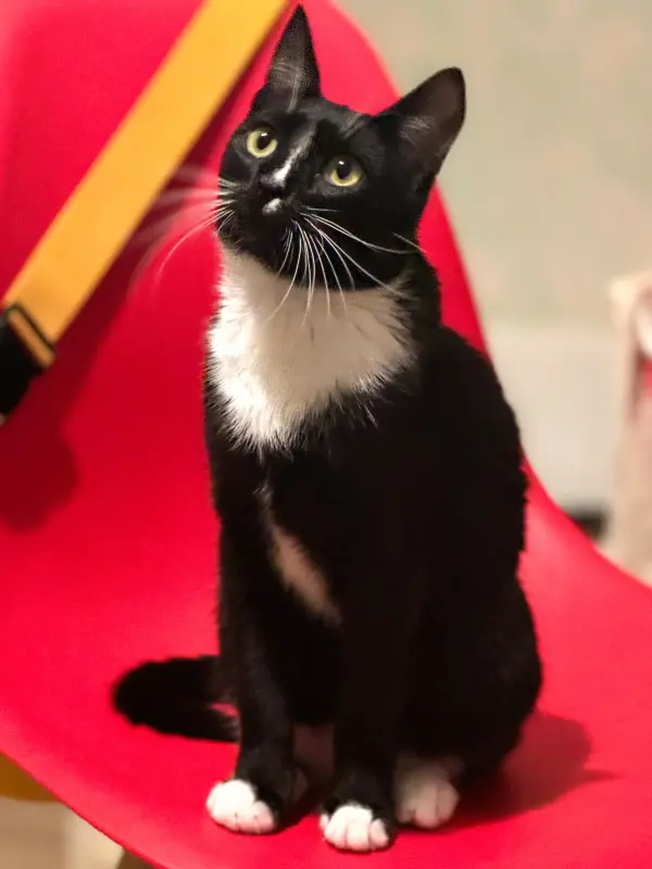 Ромка - чудо кот