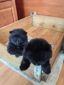 Померанский шпиц мальчик.