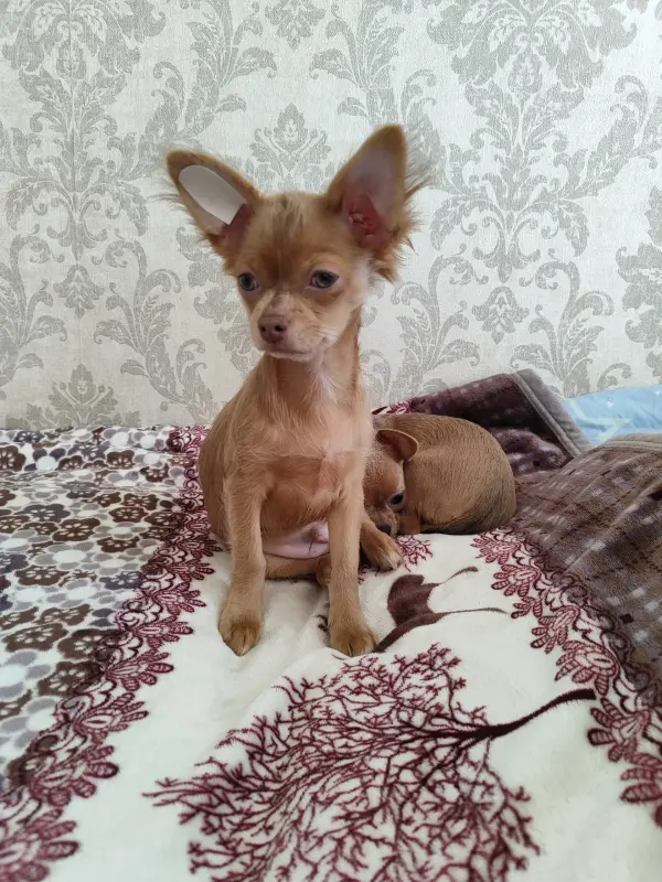 Мальчик чихуахуа красивого окраса - Вся Беларусь - 241063 - Доска объявлений Kupika.by - Фото 3