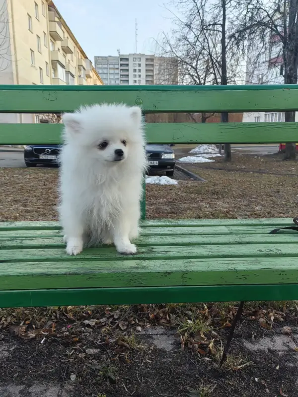 Щенки белого померанского шпица