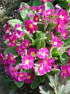 Цветы, рассада перца, кустарники