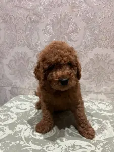 Щенки мальтипу кавапу пушон помапу пудель доставка порб