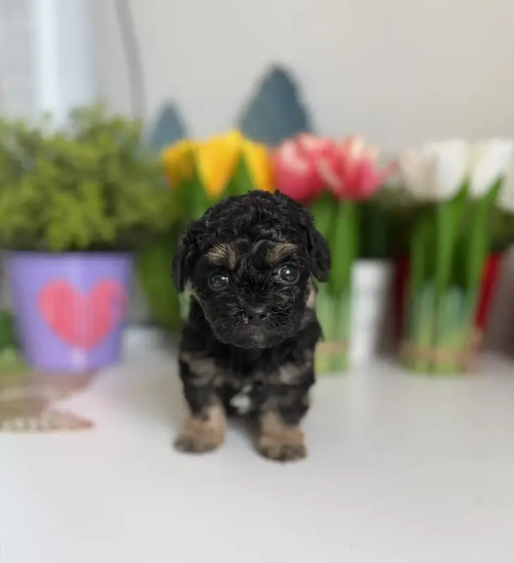 Щенки мини Пушон мальтипу доставка рб