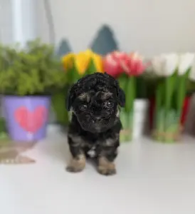 Щенки мини Пушон мальтипу доставка рб