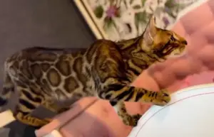 Бенгальские котята