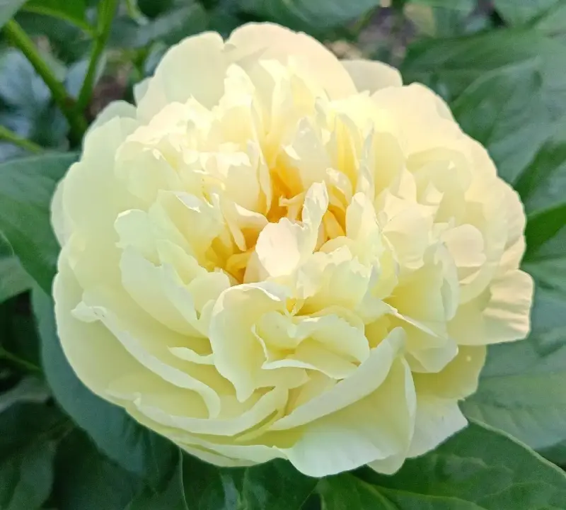 Пион Sweet Lemonade