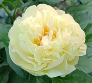 Пион Sweet Lemonade