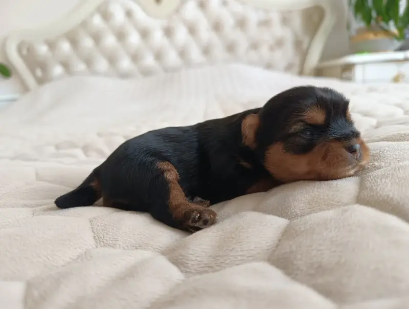 Йоркширский терьер, щенки - Вся Беларусь - 238816 - Доска объявлений Kupika.by - Фото 2