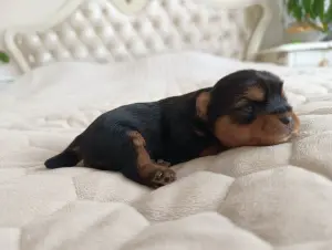 Йоркширский терьер, щенки