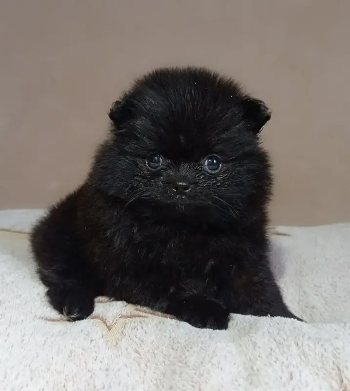 Собаки - Щенки померанского шпица, редкий Чёрный окрас. - Вся Беларусь - Фото 7 Щенки померанского шпица, редкий Чёрный окрас. - Вся Беларусь - 240075 - Доска объявлений Kupika.by - Фото 7