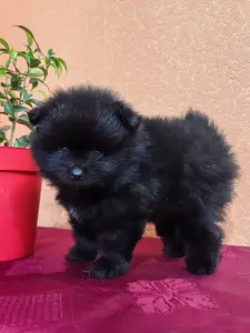 Щенок померанского шпица