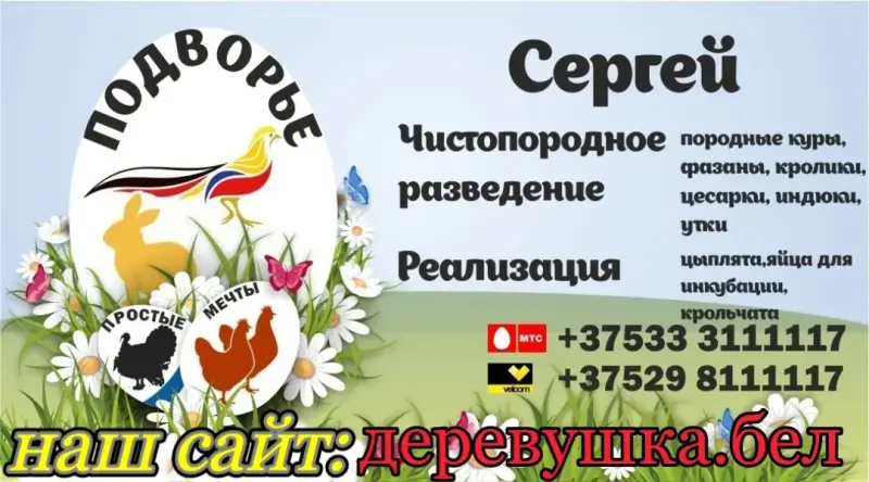 Куры , фазаны , цесарки и др. птица - Вся Беларусь - 240498 - Доска объявлений Kupika.by - Фото 9