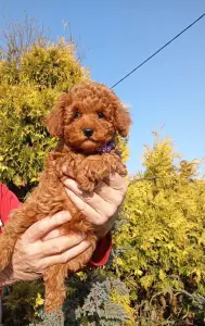 Пудель мальчик