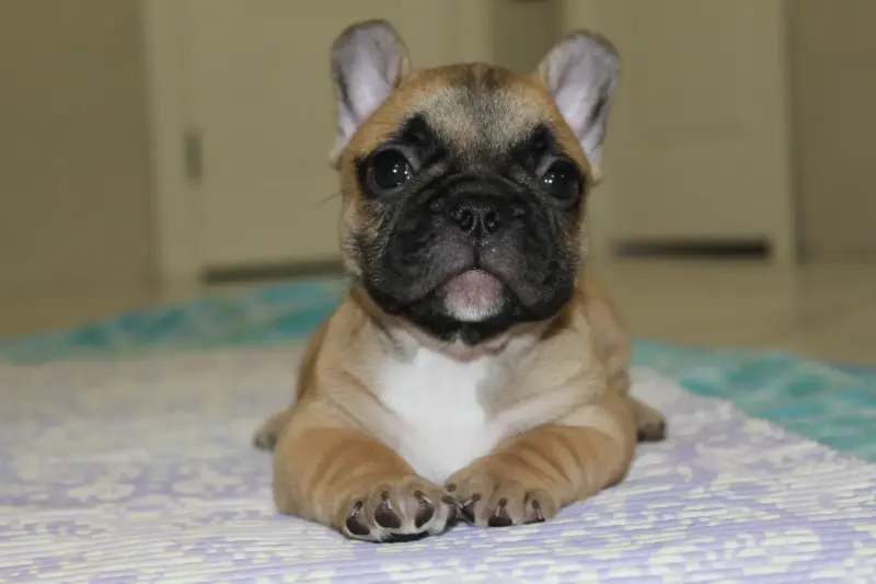 Собаки - Щенки французский бульдог - Вся Беларусь - Фото 4 Щенки французский бульдог - Вся Беларусь - 238979 - Доска объявлений Kupika.by - Фото 4