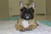 Собаки - Щенки французский бульдог - Вся Беларусь - Фото 4 Щенки французский бульдог - Вся Беларусь - 238979 - Доска объявлений Kupika.by - Фото 4