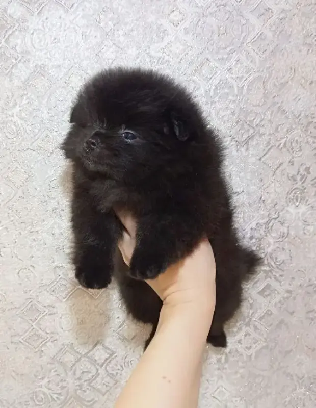 Щенки померанского шпица, редкий Чёрный окрас.