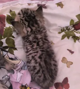 Шотландские