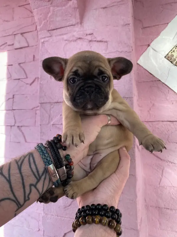 Срочно! Щенки французского бульдога - Вся Беларусь - 240832 - Доска объявлений Kupika.by - Фото 7