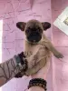 Срочно! Щенки французского бульдога - Вся Беларусь - 240832 - Доска объявлений Kupika.by - Фото 7