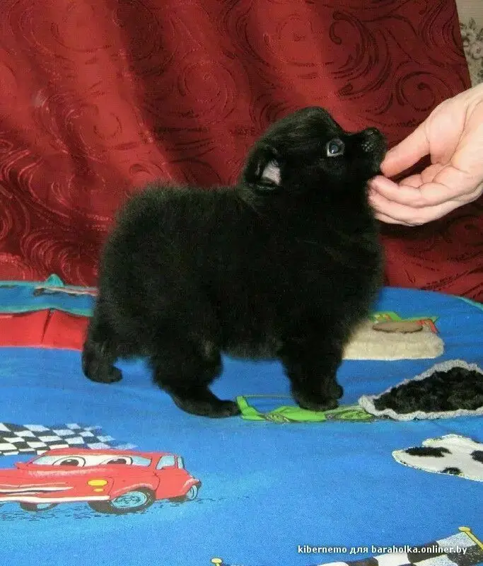 Собаки - Щенки померанского шпица, редкий Чёрный окрас. - Вся Беларусь - Фото 3 Щенки померанского шпица, редкий Чёрный окрас. - Вся Беларусь - 240075 - Доска объявлений Kupika.by - Фото 3