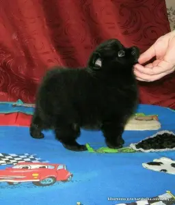 Щенки померанского шпица, редкий Чёрный окрас.