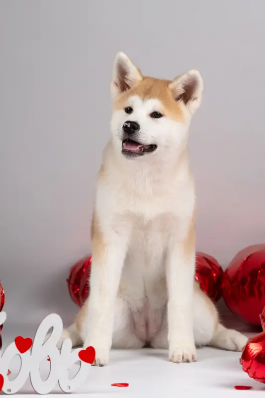 Собаки - Мимишная девочка акита ину - Вся Беларусь - Фото 3 Мимишная девочка акита ину - Вся Беларусь - 239044 - Доска объявлений Kupika.by - Фото 3