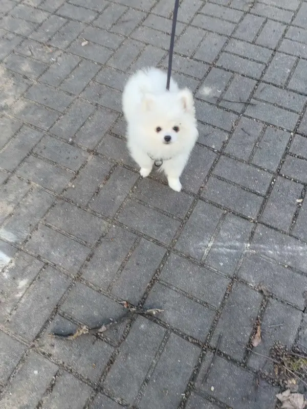 Щенки белого померанского шпица - Вся Беларусь - 240051 - Доска объявлений Kupika.by - Фото 2