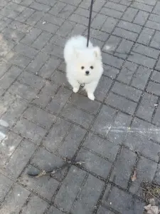 Щенки белого померанского шпица