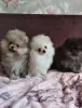 Померанский шпиц щенки мини мишка - Вся Беларусь - 240292 - Доска объявлений Kupika.by