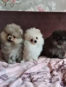 Померанский шпиц щенки мини мишка