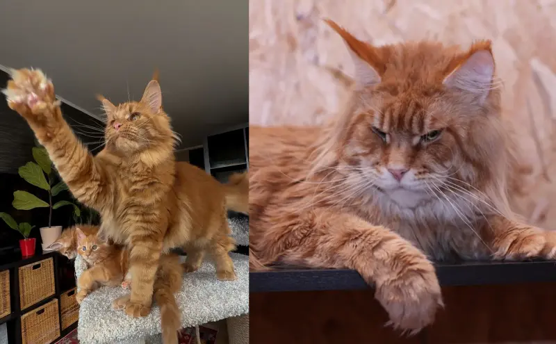 девочка мейн-кун - Вся Беларусь - 240953 - Доска объявлений Kupika.by - Фото 4