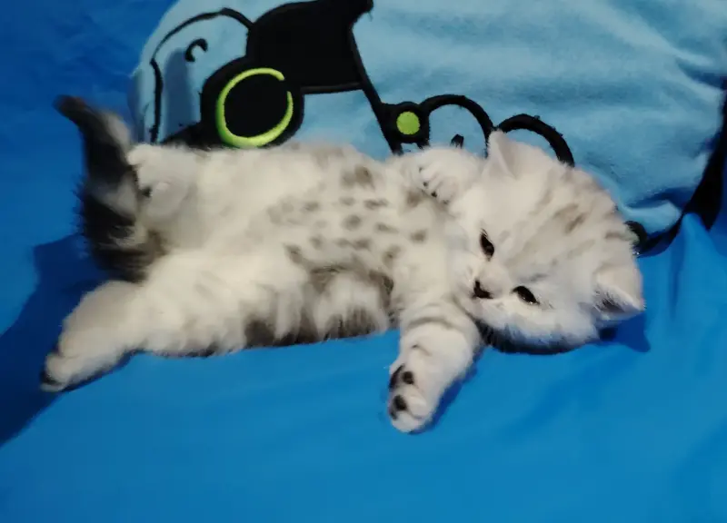 Кошечка котенок. - Вся Беларусь - 241276 - Доска объявлений Kupika.by - Фото 3