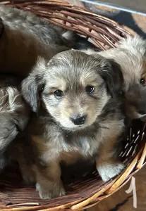 Щенки шпица