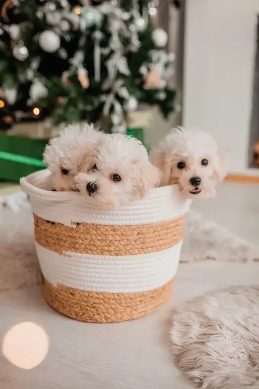 Щенки бишон фризе - Любча - 236952 - Доска объявлений Kupika.by - Фото 2