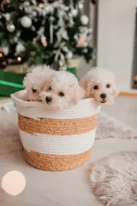 Щенки бишон фризе