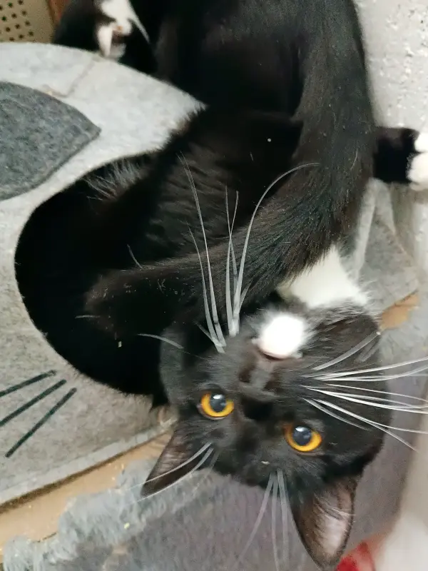 Линк - ласковый и крутой кот - Вся Беларусь - 239703 - Доска объявлений Kupika.by - Фото 2