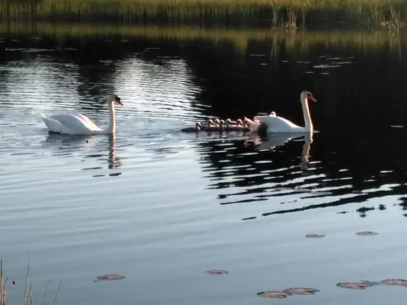 Жилой кирпичный дом на берегу озера, Толочинский район, г. п. Коханово. - Вся Беларусь - 239364 - Доска объявлений Kupika.by - Фото 14