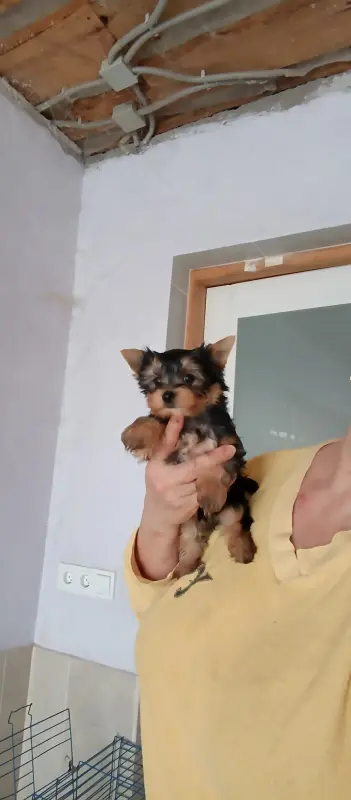 Собаки - Йоркширский терьер - Вся Беларусь Йоркширский терьер - Вся Беларусь - 240804 - Доска объявлений Kupika.by