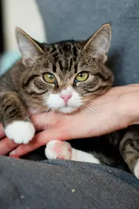 Дейва - полосатая звезда