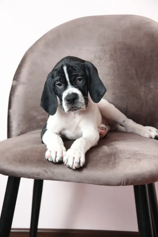 Щенки Английского пойнтера