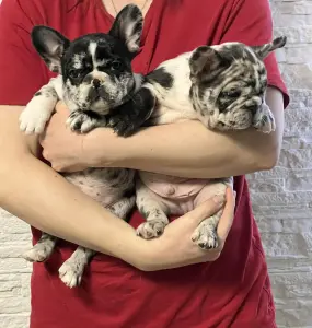 Продаются щенки французского бульдога