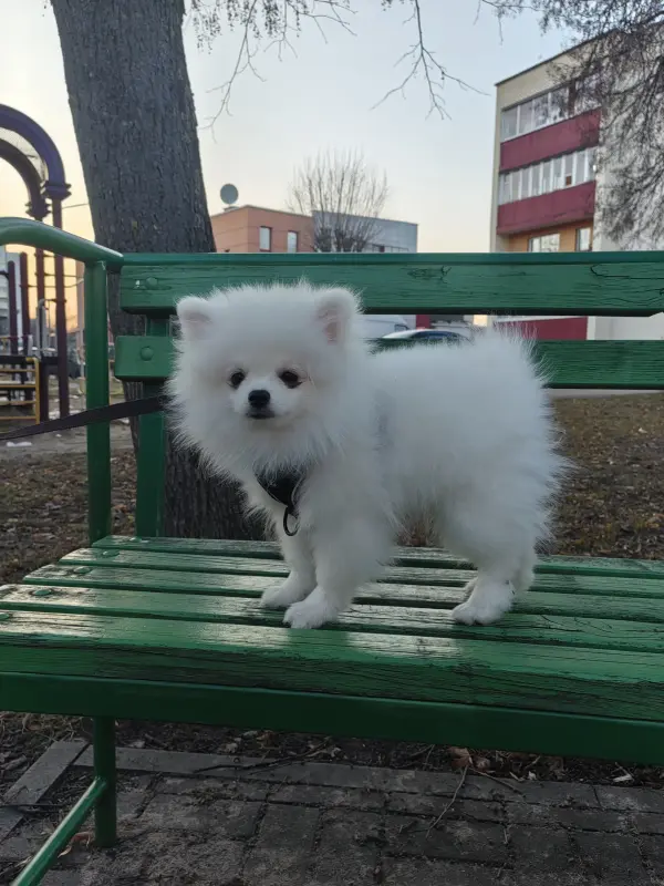 Щенки белого померанского шпица.