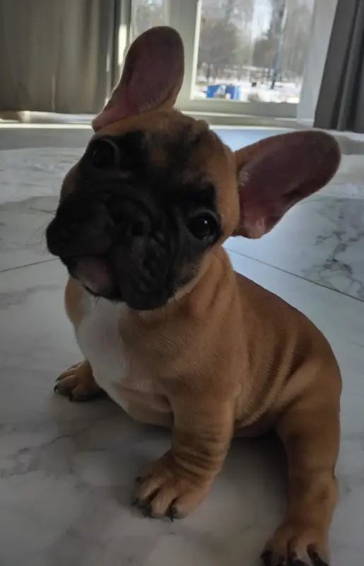 Щенки французский бульдог