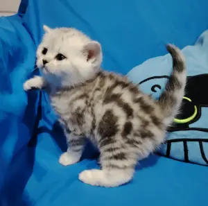 Кошечка котенок.