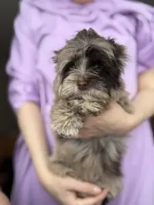 Щенки Йорка девочки и мальчики доставка