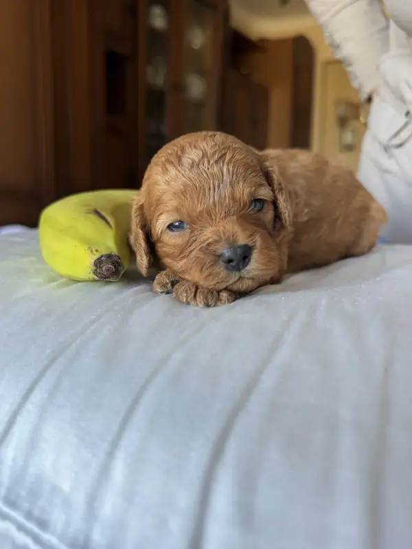 Щенки кавапу мальтипу доставка рб