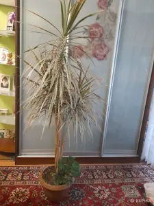 Драцена
